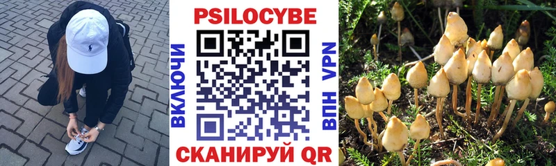 hydra рабочий сайт  наркотики  Стародуб  Галлюциногенные грибы Psilocybine cubensis 